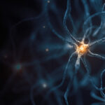 cytokine-regulates-anxiety-modulating-brain-circuits,-linking-immunity-and-behavior