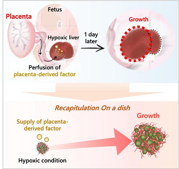 imitating-embryonic-development:-a-new-frontier-in-organoid-research
