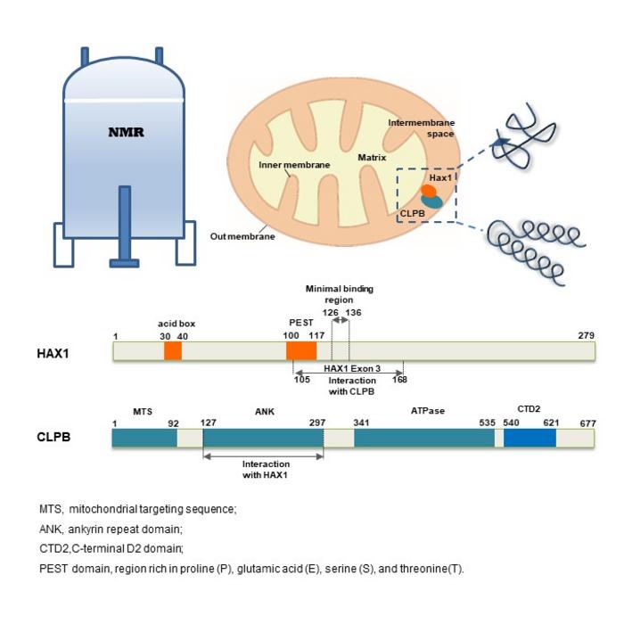 new-structural-insights-uncover-how-mitochondrial-protein-hax1-interacts-with-clpb
