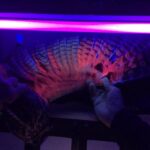 new-study-reveals-fluorescent-properties-in-long-eared-owl-feathers