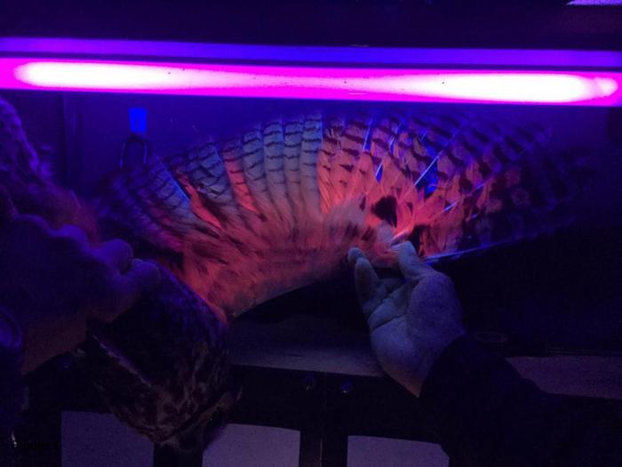 new-study-reveals-fluorescent-properties-in-long-eared-owl-feathers