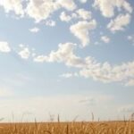exploring-the-impact-of-climate-change-on-seasonal-allergies
