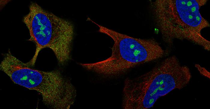 a-detailed-atlas-of-human-cells-unveiled