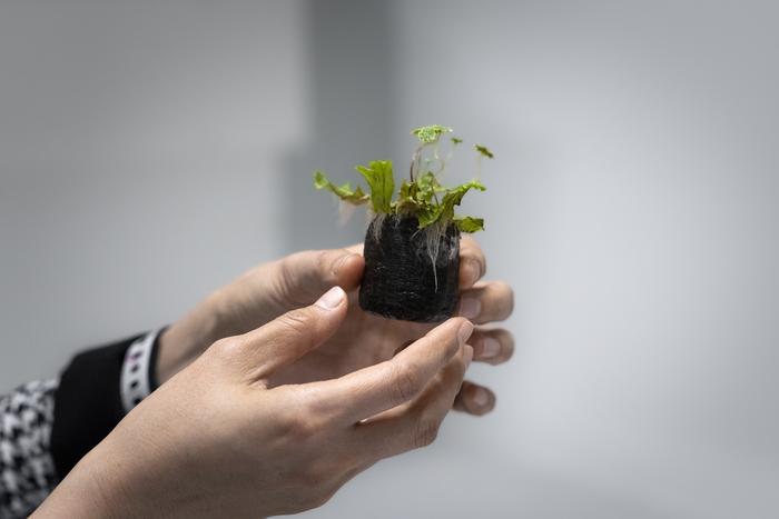 exploring-the-spectrum:-from-bacterial-defenses-to-plant-reproduction