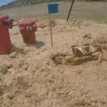 fiddler-crab-courtship:-researchers-tune-in-to-love-songs-in-the-sand