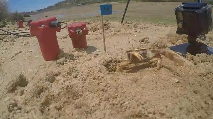 fiddler-crab-courtship:-researchers-tune-in-to-love-songs-in-the-sand