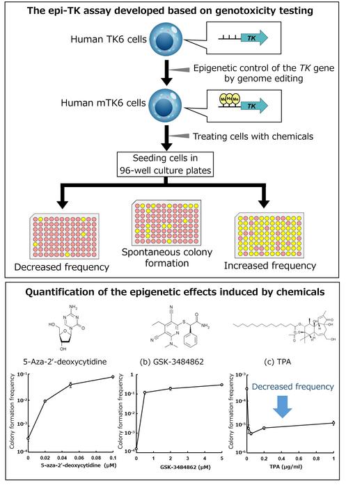 affordable-and-easy-reporter-assay-for-assessing-chemical-induced-epigenetic-modifications