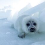 caspian-sea-decline-poses-risks-to-endangered-seals,-coastal-communities,-and-local-industries