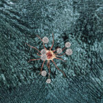 tils’-tomorrow-bringing-more-cancers-under-immune-control