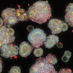 in-vitro-human-models-grow-up