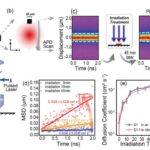 illuminating-exciton-dynamics:-light-enhances-transport-in-organic-molecular-crystals