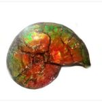 radiant-spirals:-the-nautilus-shell-inspired-phenomenon-of-light