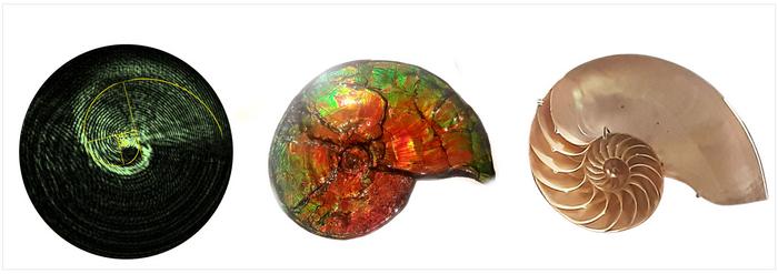 radiant-spirals:-the-nautilus-shell-inspired-phenomenon-of-light