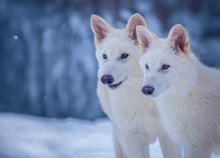 dire-wolves?-gray-wolves?-what-kind-of-wolf-am-i?