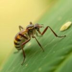 decoding-nature’s-strategy-to-stall-pest-resistance