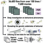 decoding-animal-behavior:-insights-from-fruit-fly-genetics