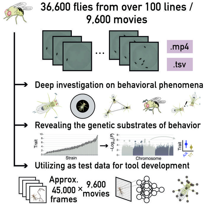 decoding-animal-behavior:-insights-from-fruit-fly-genetics