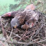 illegal-poisonings-threaten-european-raptors-and-may-disrupt-ecosystem-health