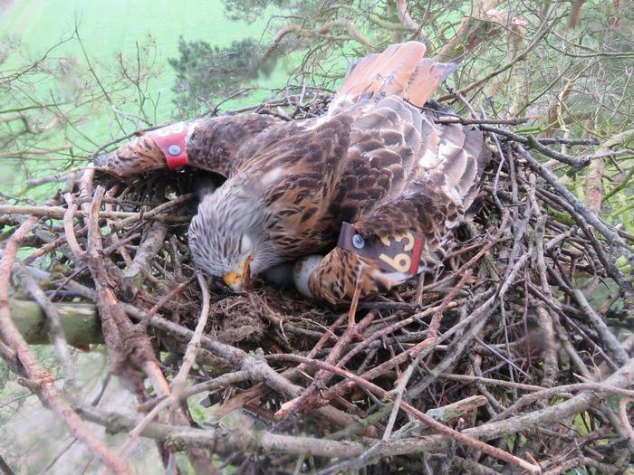 illegal-poisonings-threaten-european-raptors-and-may-disrupt-ecosystem-health