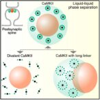 modeling-protein-structures-key-to-memory-formation