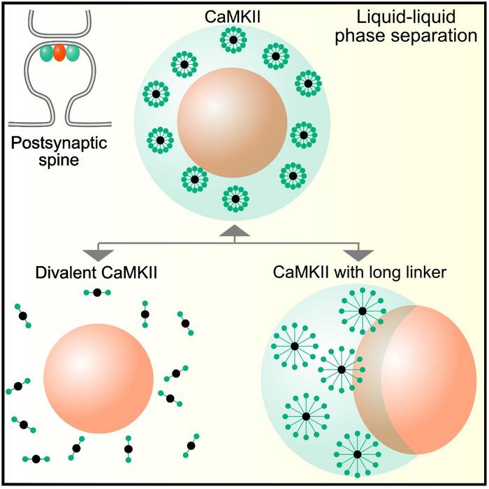 modeling-protein-structures-key-to-memory-formation