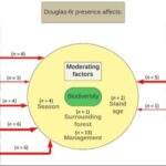 douglas-fir-in-europe:-climate-solution-or-biodiversity-risk?