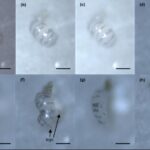 master-the-world’s-most-formidable-creatures