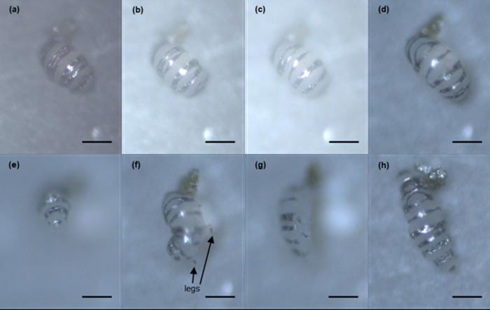 master-the-world’s-most-formidable-creatures