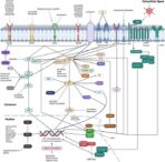 unraveling-the-genetic-and-therapeutic-landscape-of-anaplastic-thyroid-cancer