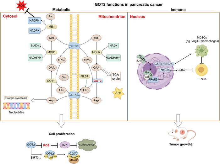 unlocking-a-new-frontier-in-pancreatic-cancer-treatment:-the-therapeutic-potential-of-got2