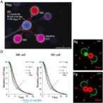 decoding-nk-cell-changes-after-ibrutinib-therapy