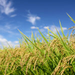 pangenome-reference-incorporates-145-wild-and-cultivated-rice-genomes