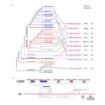 apple-genus-evolution-uncovered:-how-do-you-like-them-apples?