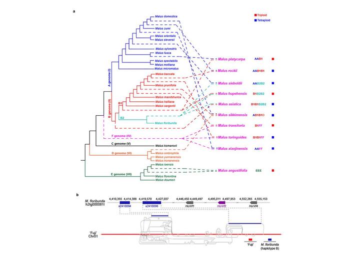apple-genus-evolution-uncovered:-how-do-you-like-them-apples?