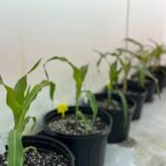 e-i-e-i-omics:-breakthroughs-in-corn-genetics-pave-the-way-for-more-productive,-resilient-crops