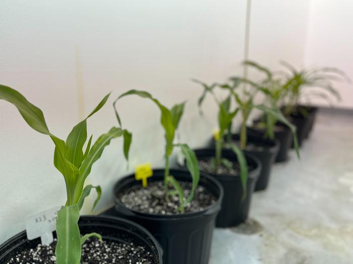 e-i-e-i-omics:-breakthroughs-in-corn-genetics-pave-the-way-for-more-productive,-resilient-crops