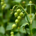 unlocking-a-legacy:-mendel-inspired-breakthrough-set-to-revolutionize-global-pea-farming