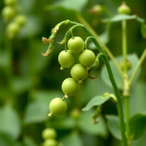 unlocking-a-legacy:-mendel-inspired-breakthrough-set-to-revolutionize-global-pea-farming