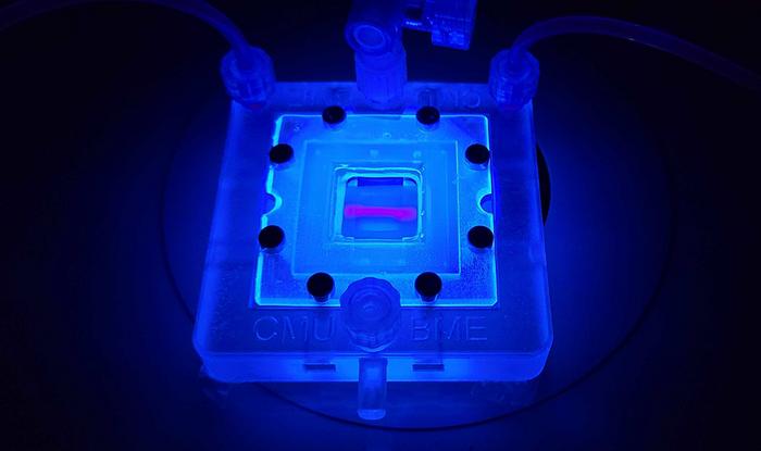 breakthrough-in-bioprinting-advances-development-of-vascularized-tissues
