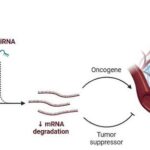 unraveling-tumor-microenvironment-dynamics:-how-long-non-coding-rnas-shape-cancer-progression