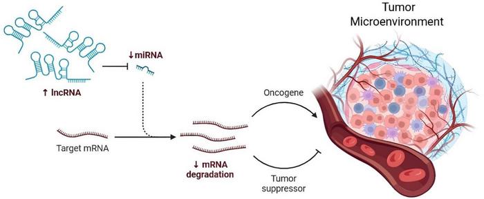 unraveling-tumor-microenvironment-dynamics:-how-long-non-coding-rnas-shape-cancer-progression