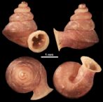 newly-discovered-tiny-snail-species-named-after-picasso