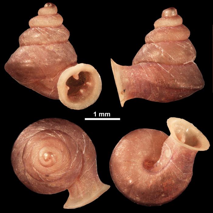 newly-discovered-tiny-snail-species-named-after-picasso