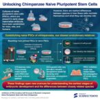 chimpanzee-stem-cells-shed-light-on-early-embryonic-development