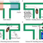 cercus-electric-stimulation-enhances-trajectory-control-and-spatial-cognition-in-cockroaches