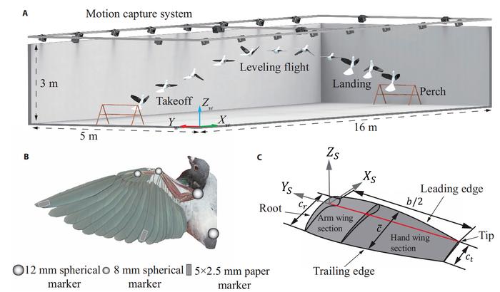 impact-of-coupled-wing-motion-on-pigeon-aerodynamics-across-various-flight-phases
