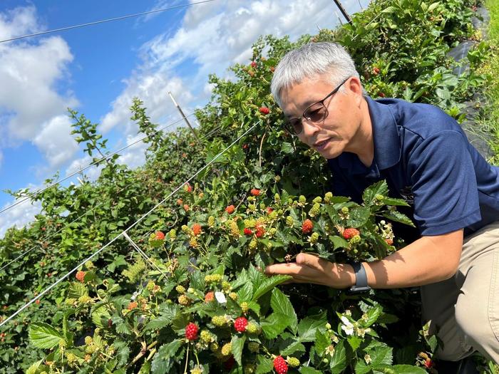 scientists-decode-thornless-blackberry-genome-in-breakthrough-for-improved-fruit-breeding