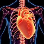 sts-unveils-innovative-risk-calculator-for-aortic-root-and-ascending-aorta-surgery