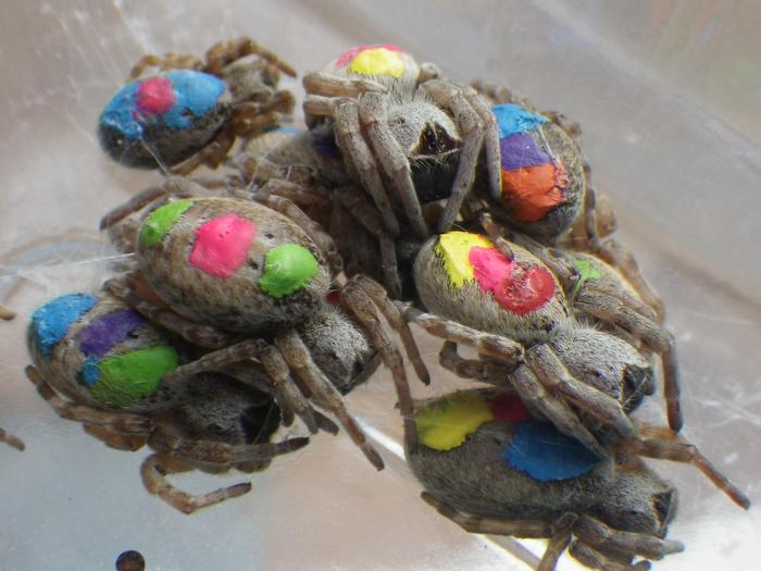 study-challenges-animal-personality-labels:-social-‘hippie’-spiders-defy-traditional-assumptions