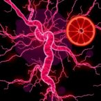 protein-sensing-tachykinin-influences-diet-and-lifespan